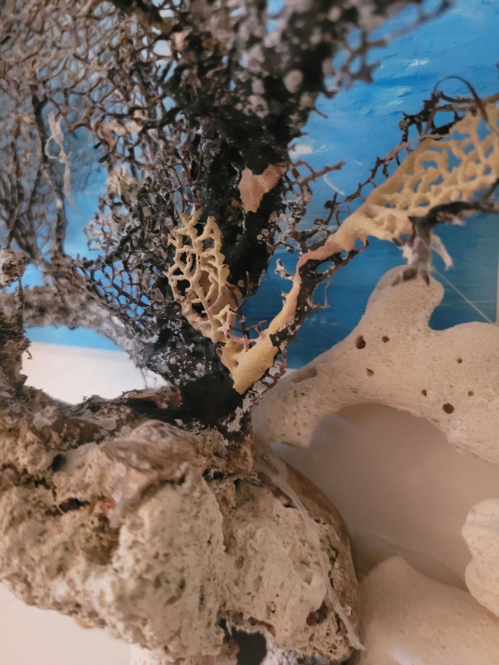 Natural Coral Accent And Sea Fan Wall Art